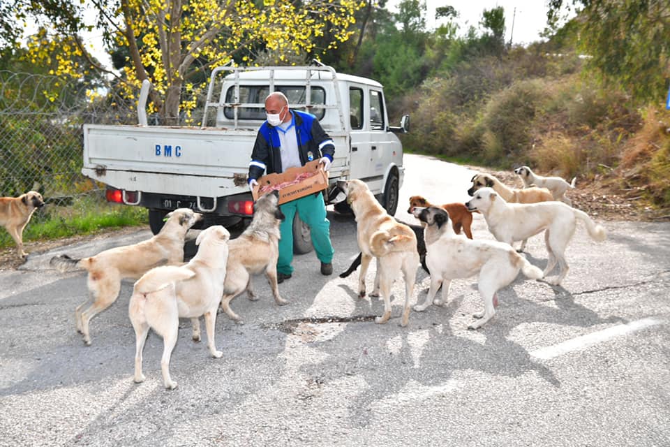 Çukurova belediyesiSokağa çıkma yağında sokak hayvanları nı besliyor