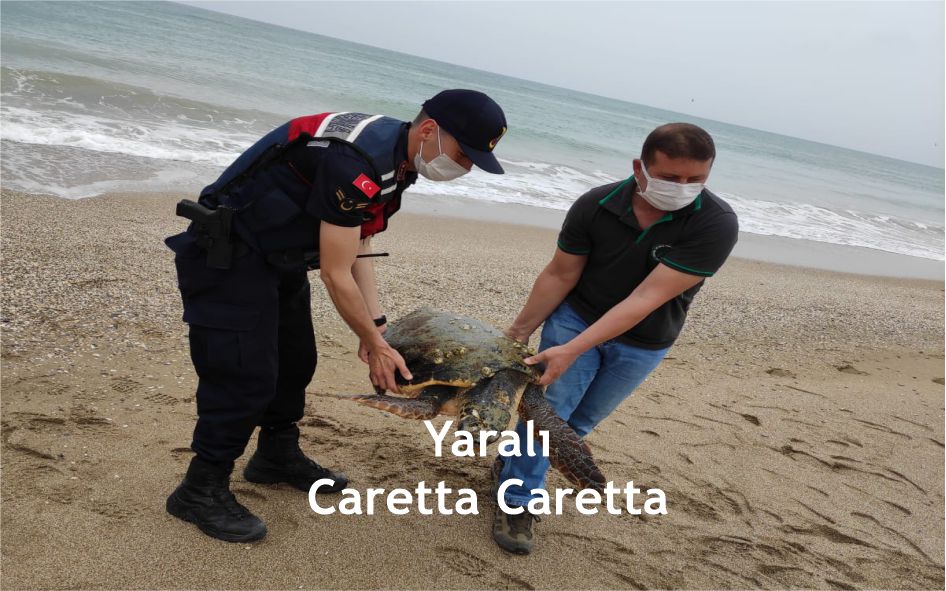 Adana İl Jandarma Komutanlığınca Yumurtalık İlçesi Kemalpaşa Mahallesinde bulunan deniz sahilinde kafasından yaralı kaplumbağa olduğu bilgisi alınması üzerine bölgeye Jandarma ekipleri sevk edilmiştir.