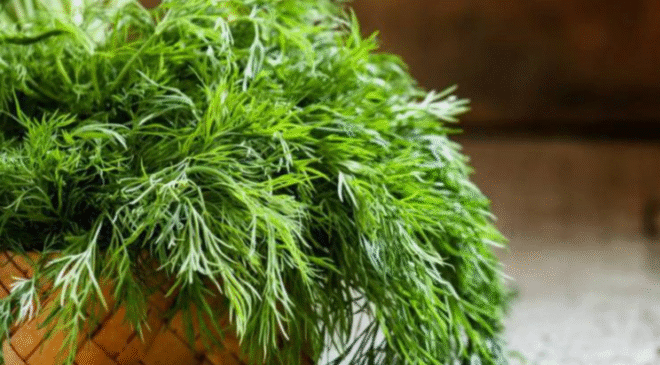 Dereotu Faydaları Nelerdir? Ne Kadar Tüketmeliyiz?