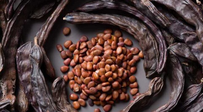 Keçiboynuzunun Faydaları Nelerdir, Nasıl Tüketilir?