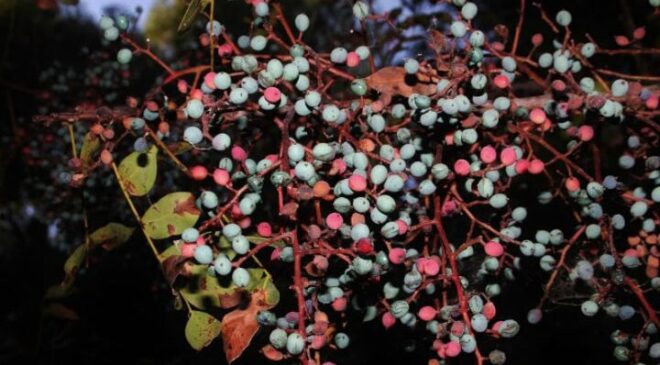 Menengiç (Çitlembik) Nedir, Faydaları Nedir?